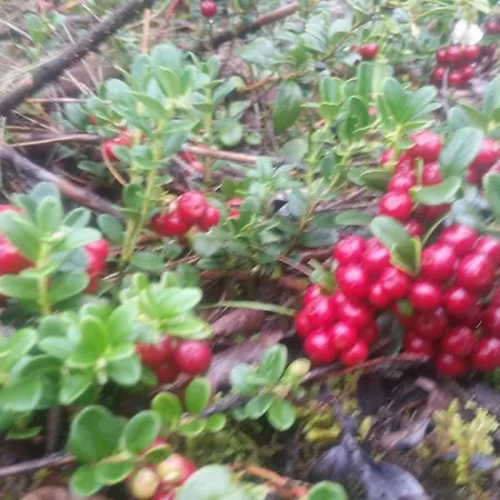 Rantakallio With Jacuzzi Villa