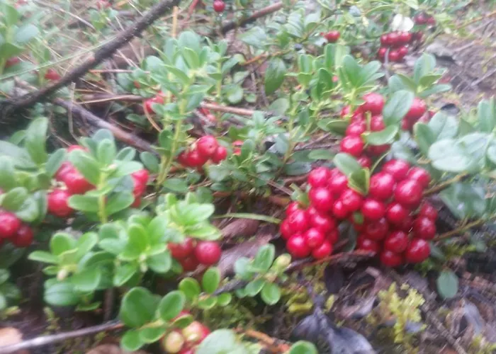 Rantakallio With Jacuzzi Villa